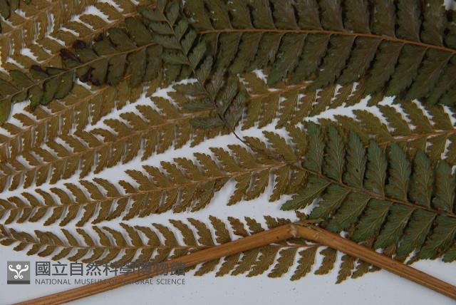 粗毛鱗蓋蕨藏品圖，第5張
