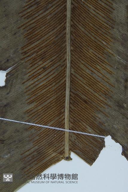 臺灣山蘇花藏品圖，第5張