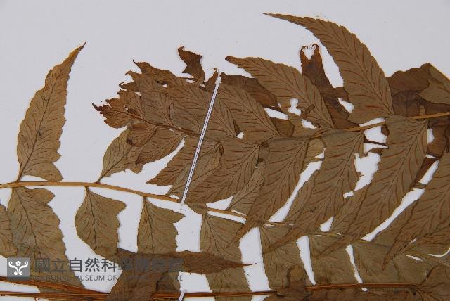 鱗軸短腸蕨藏品圖，第5張