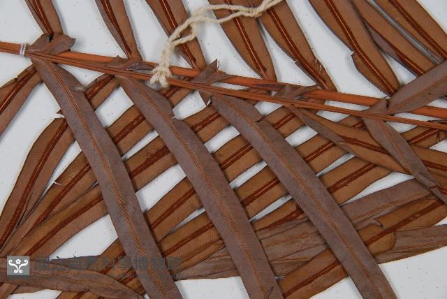 烏毛蕨藏品圖，第4張