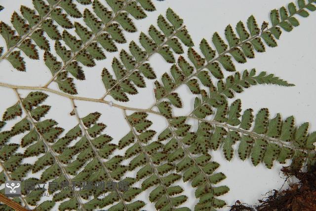 斜方複葉耳蕨藏品圖，第4張