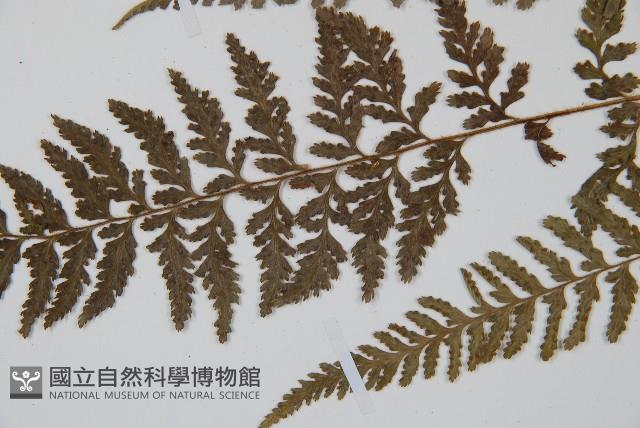 細毛碗蕨藏品圖，第8張