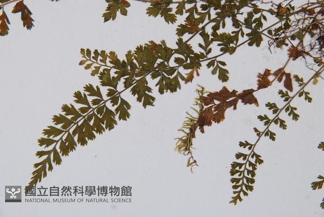 鈍齒鐵角蕨藏品圖，第5張
