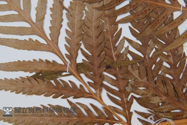 東方狗脊蕨藏品圖，第5張