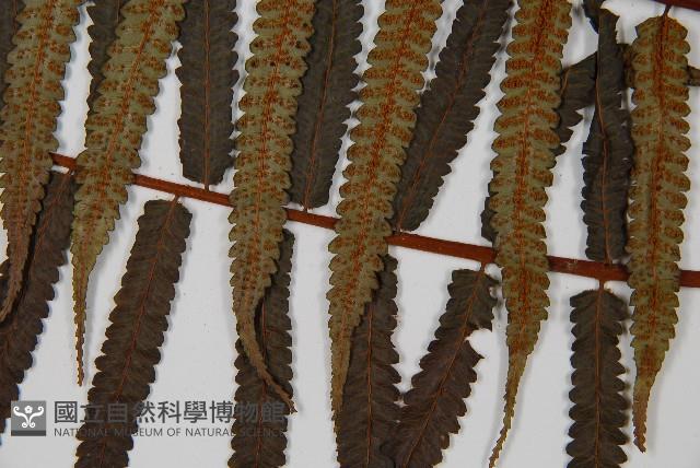 黑桫蕨藏品圖，第5張