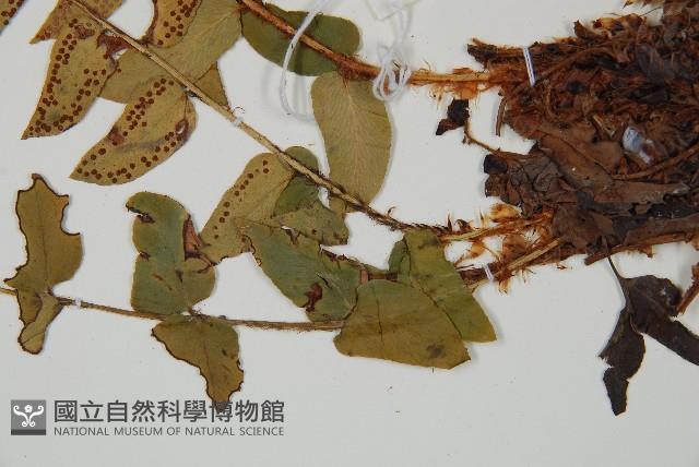 貫眾蕨藏品圖，第4張