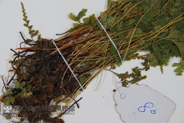 溪洞碗蕨藏品圖，第5張