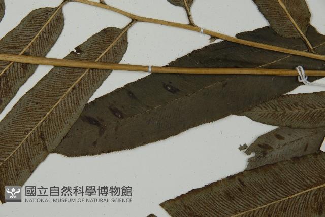 日本鳳丫蕨藏品圖，第5張