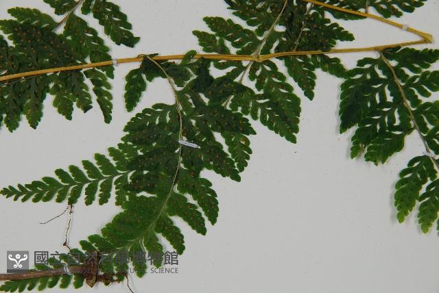 嫩鱗蓋蕨藏品圖，第5張