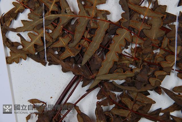 栗蕨藏品圖，第5張