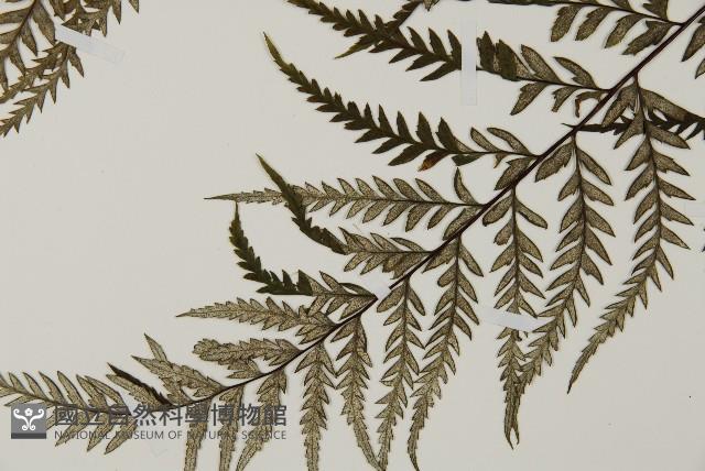 粉葉蕨藏品圖，第5張