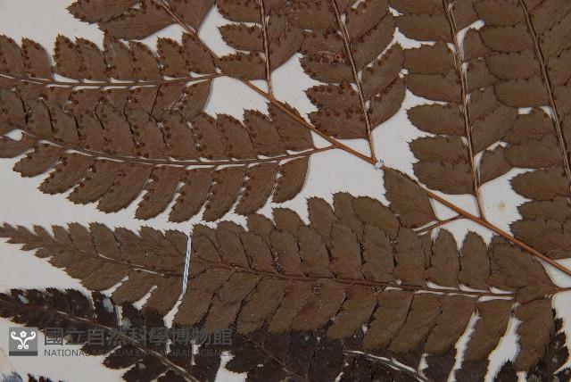 斜方複葉耳蕨藏品圖，第4張