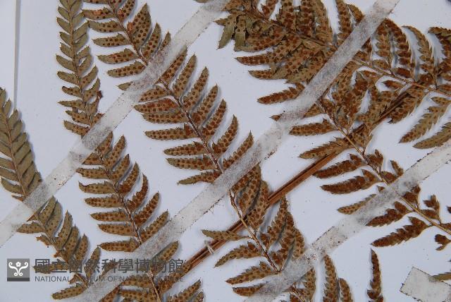 細葉複葉耳蕨藏品圖，第5張