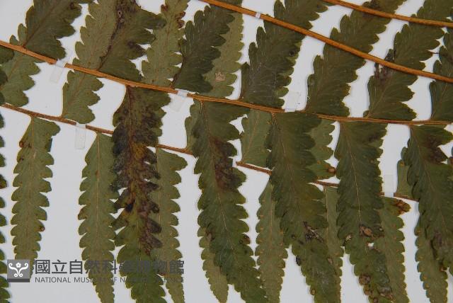 臺北鱗蓋蕨藏品圖，第2張