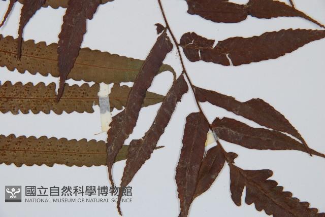 黑桫蕨藏品圖，第5張