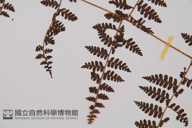 刺柄碗蕨藏品圖，第5張