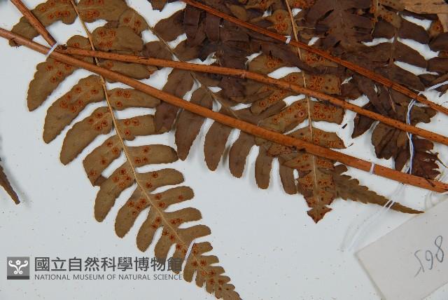 闊鱗鱗毛蕨藏品圖，第5張