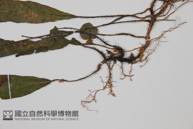 狹基巢蕨藏品圖，第5張