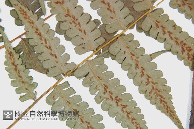 德氏雙蓋蕨藏品圖，第4張