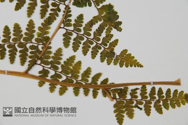 熱帶鱗蓋蕨藏品圖，第5張