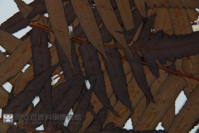 黑桫蕨藏品圖，第5張