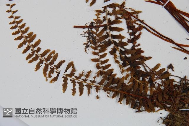 岩穴蕨藏品圖，第5張