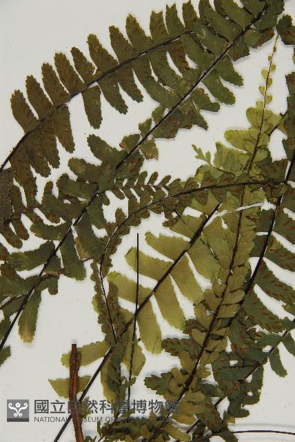 生芽鐵角蕨藏品圖，第5張