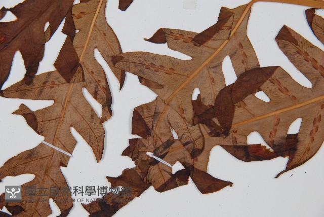 生芽狗脊蕨、頂芽狗脊蕨藏品圖，第5張