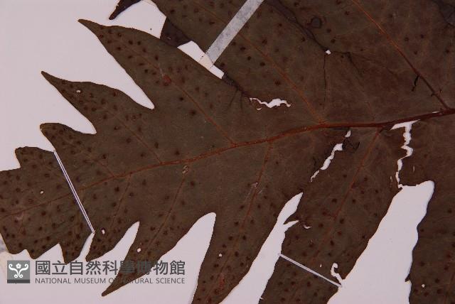 雲南三叉蕨藏品圖，第5張