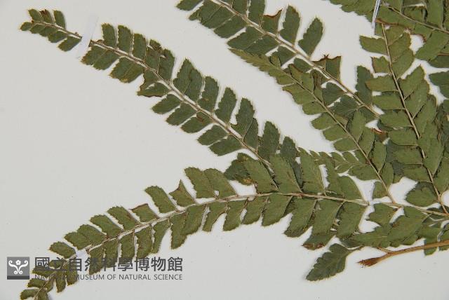 斜方複葉耳蕨藏品圖，第5張