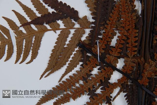 大葉黑桫欏藏品圖，第5張