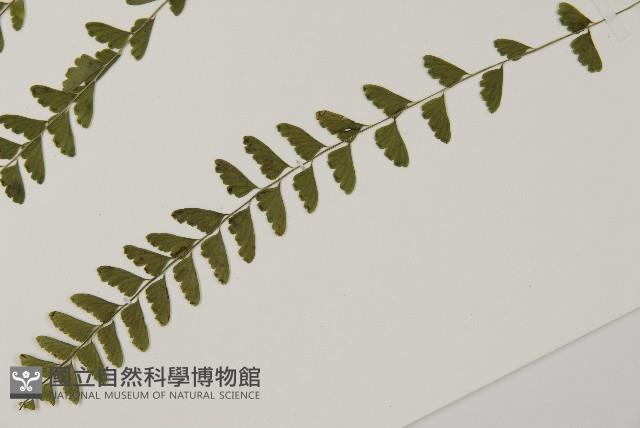 陵齒蕨、鱗始蕨藏品圖，第5張