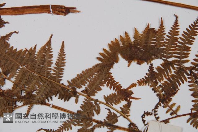 日本蹄蓋蕨藏品圖，第4張