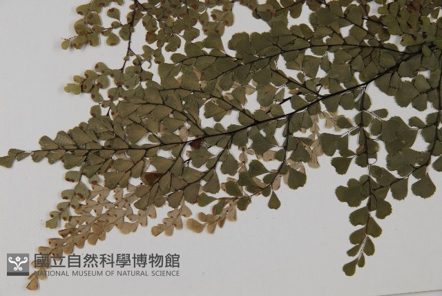 白背鐵線蕨藏品圖，第8張
