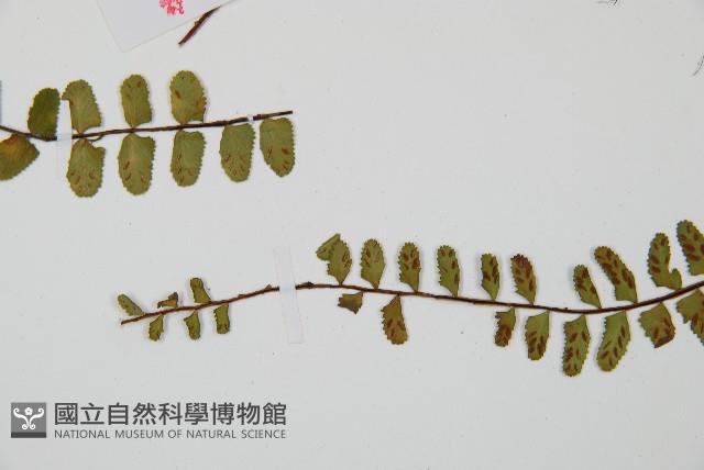 三翅鐵角蕨藏品圖，第5張
