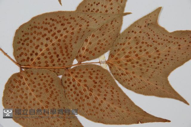 細齒貫眾蕨藏品圖，第5張