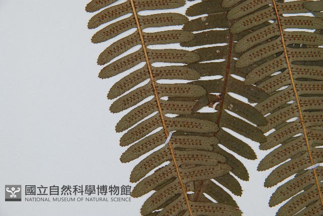 登錄號:P010052藏品圖，第5張