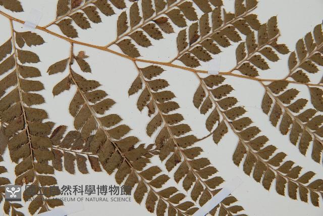 斜方複葉耳蕨藏品圖，第4張
