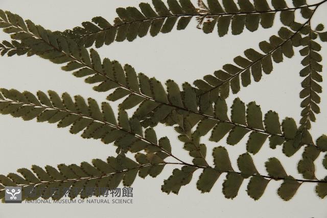毛葉鐵線蕨藏品圖，第4張