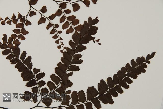 扇葉鐵線蕨藏品圖，第4張