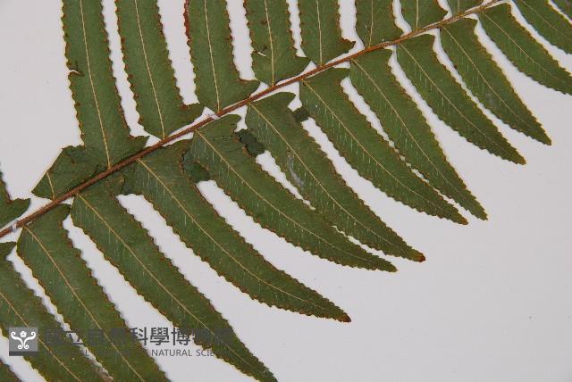 虎克氏鱗蓋蕨藏品圖，第2張