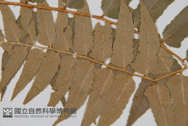 貫眾蕨藏品圖，第5張