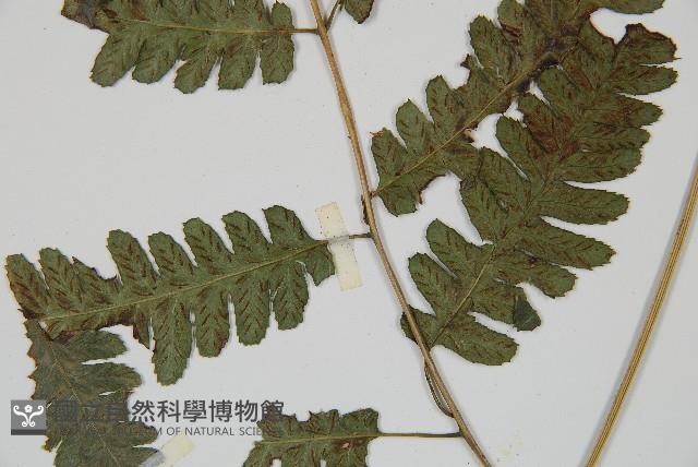 廣葉深山雙蓋蕨藏品圖，第5張