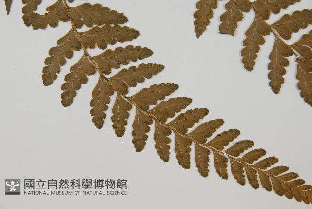 Accession Number:P009452 Collection Image, Figure 5, Total 5 Figures