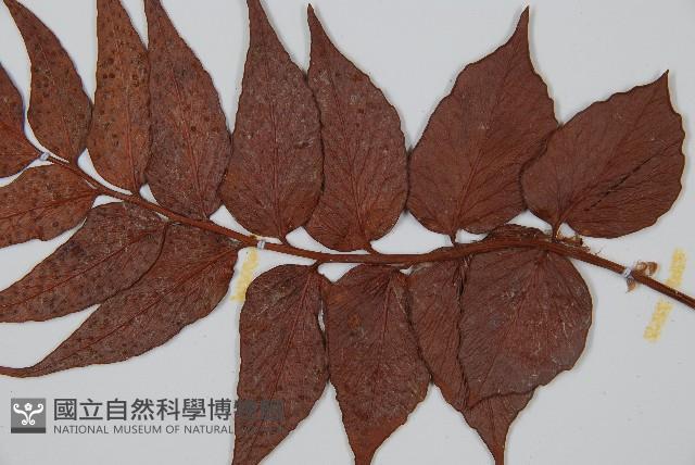 全緣貫眾蕨藏品圖，第4張