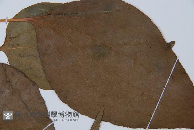 燕尾蕨藏品圖，第5張