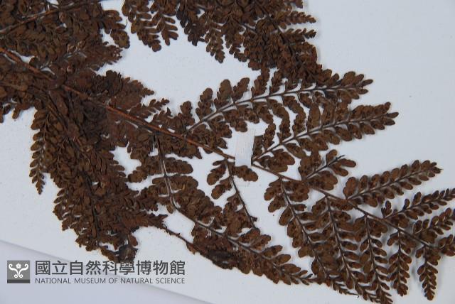 圓頭紅腺蕨藏品圖，第5張