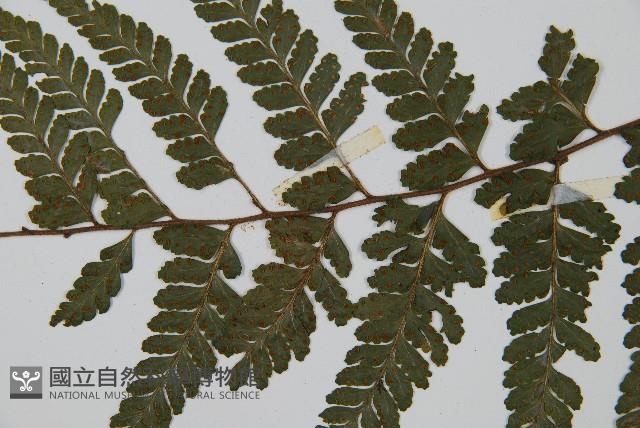 團羽鱗蓋蕨藏品圖，第5張