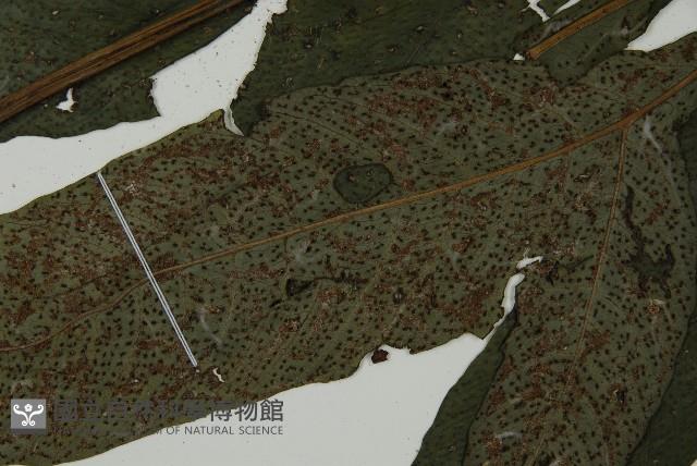 傅氏三叉蕨藏品圖，第5張