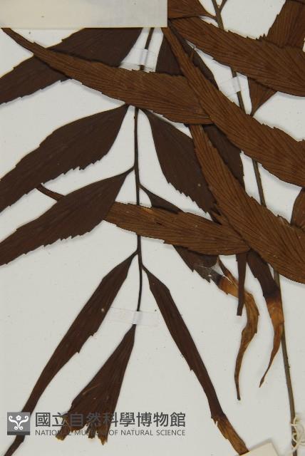 鐮葉鐵角蕨藏品圖，第5張